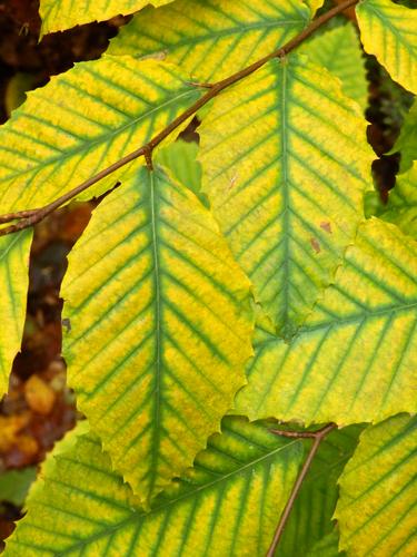 Fall color pattern of Beach leaves on Snows Mountain NH