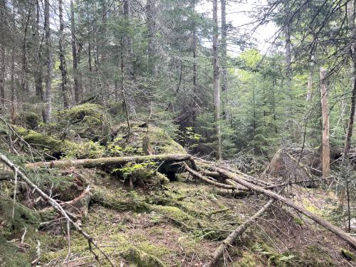 woods in May to bushwhack through to reach the true summit of Snows Mountain in New Hampshire