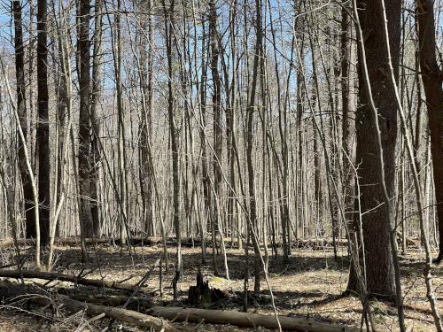 trailside woods in April at Soapstone Hill in central MA