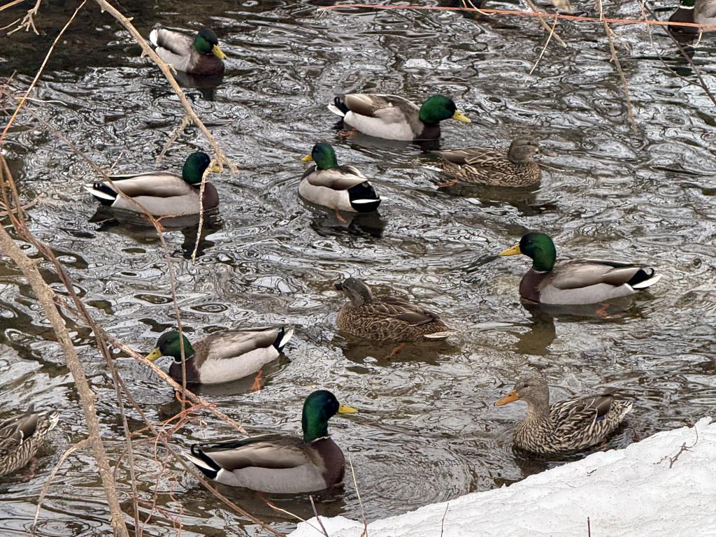 ducks in March at South Manchester Rail Trail in southern New Hampshire