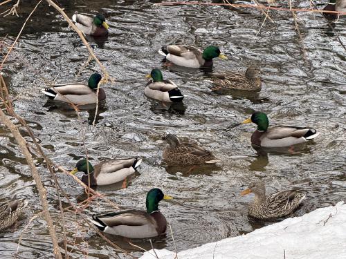 ducks in March at South Manchester Rail Trail in southern New Hampshire