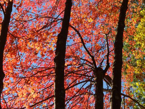 red foliage in October beside Lovewells Pond at Southwest Trails in Nashua, New Hampshire