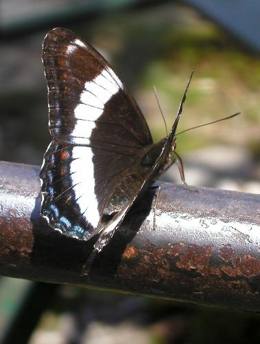 White Admiral butterfly