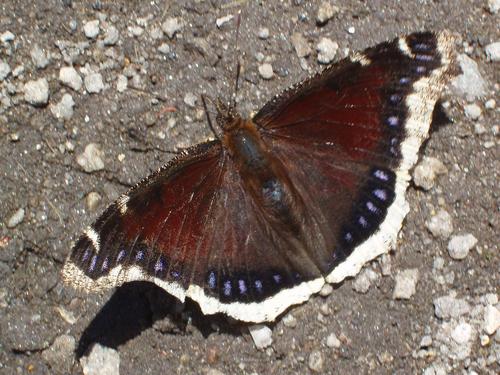 Mourning Cloak butterfly