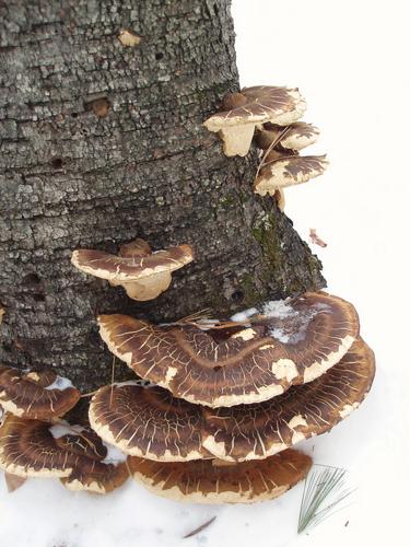 bracket fungus in winter