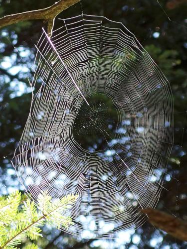 spider web on Springfield Mountain East Peak in southern New Hampshire