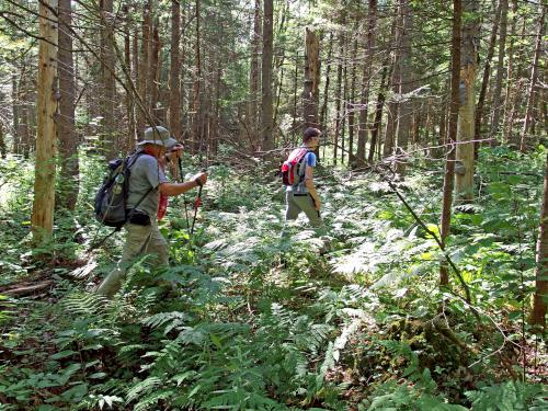 Dick and Carl in the woods at Springfield Mountain East Peak in southern New Hampshire