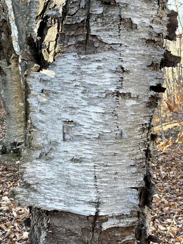 birch bark in November at Spruce Hill in northwest Massachusetts