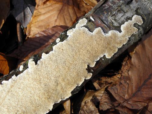 Ochre Spreading Tooth (Steccherinum ochraceum)