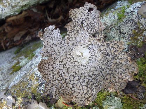 Plated Rock Tripe (Umbilicaria muehlenbergii)