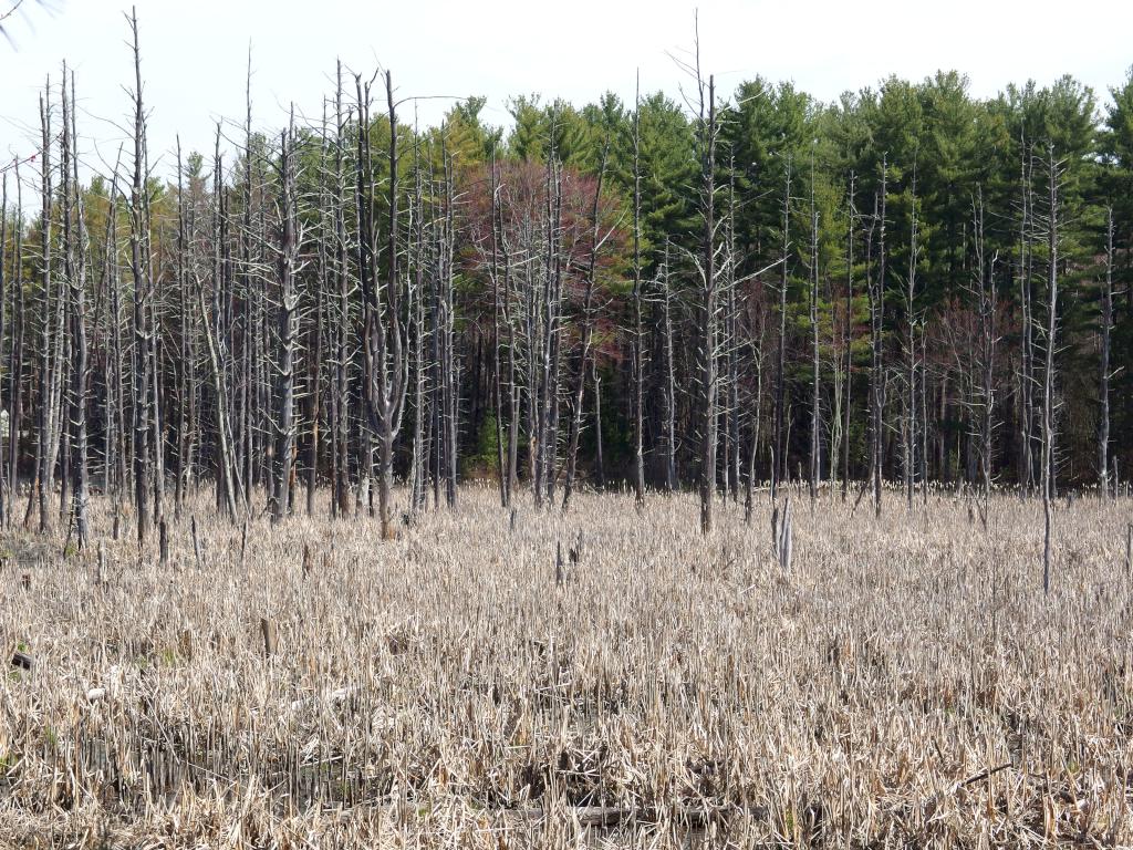 swamp in April beside the Squannacook Rail Trail South in northeast Massachusetts in April at Squannacook Rail Trail South Area in northeast Massachusetts