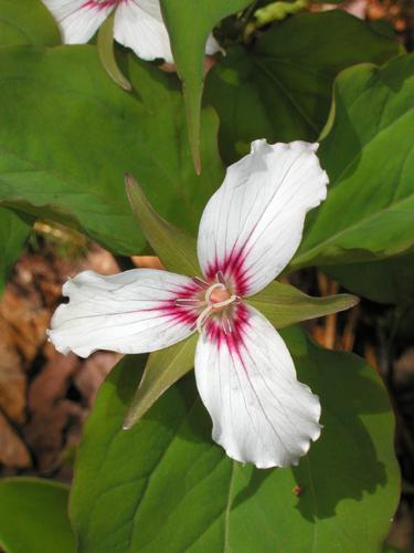 Painted Trillium