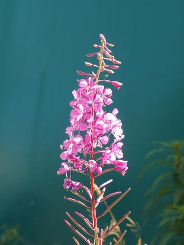 Fireweed (Epilobium angustifolium) at Stark Mountain in northern Vermont