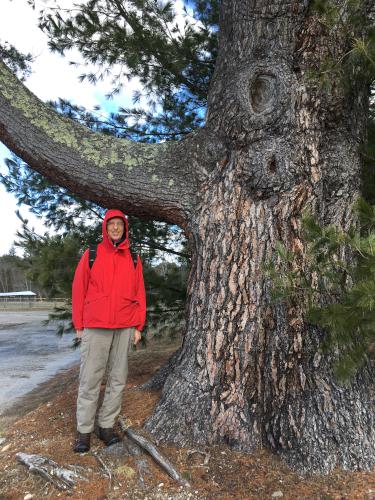 tree in March at Stevens Rail Trail near Hopkinton in southern New Hampshire