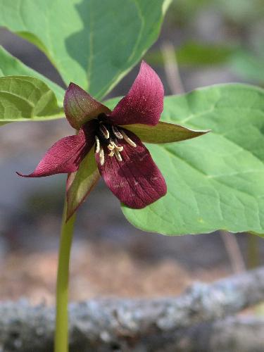 Red Trillium