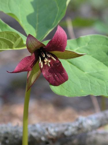 Red Trillium