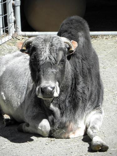 Zebu at Stone Zoo in Massachusetts