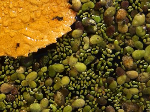 duckweed on the pond surface at Stony Brook Wildlife Sanctuary in Massachusetts