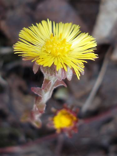 Coltsfoot