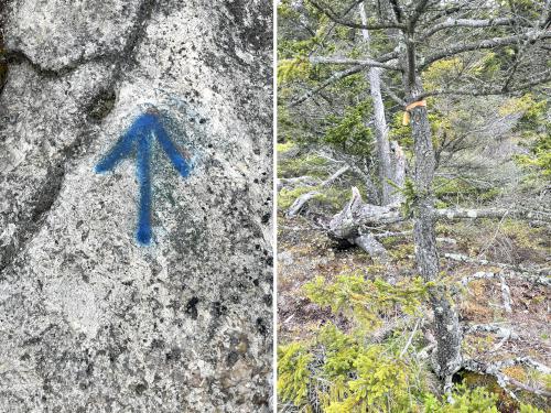 blazing in May at Streaked Mountain in western Maine