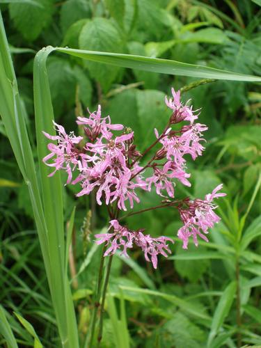 Ragged Robin