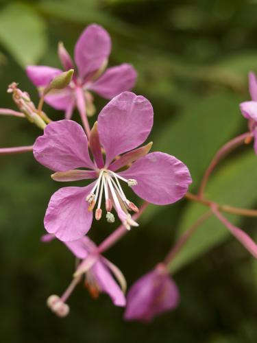 Fireweed (Epilobium angustifolium) in August at Sugar Mountain in northern New Hampshire