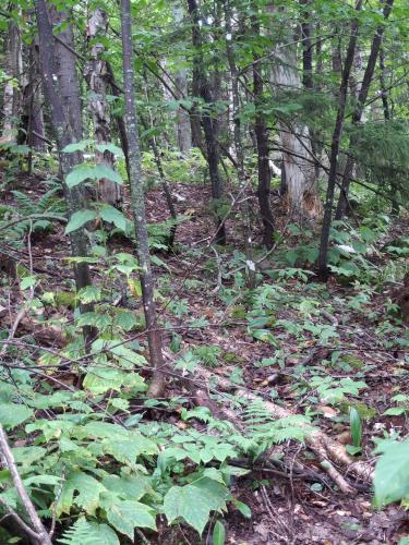 bushwhack at Sugar Mountain in northern New Hampshire