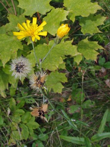 Narrowleaf Hawkweed