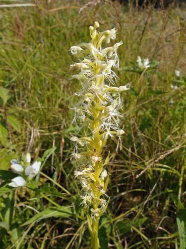 Ragged Fringed Orchid (Platanthera lacera)