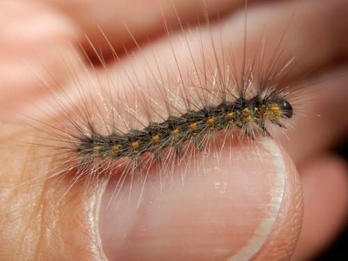 Fall Webworm (Hyphantria cunea) in July on the trail to Mount Sunapee in New Hampshire