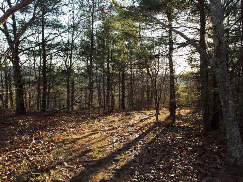 late-day lighting in November on the trail to Temple Mountain in southern New Hampshire