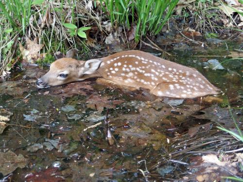 White-tailed Deer Fawn