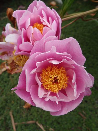 Garden Peony