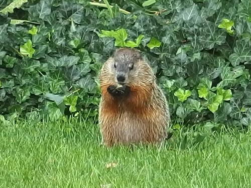 groundhog