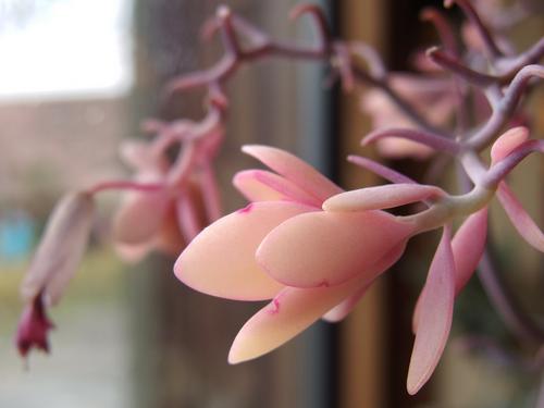 Lavender Scallops (Kalanchoe fedtschenkol) at Tower Hill Botanic Garden in eastern Massachusetts