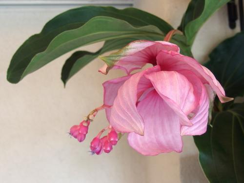 Philippine Orchid (Medinilla magnifica) at Tower Hill Botanic Garden in eastern Massachusetts