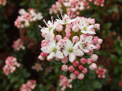 Sand Myrtle (Leiophyllum buxifoilum) at Tower Hill Botanic Garden in eastern Massachusetts