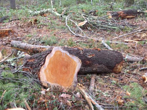 lumbering in March at Townsend State Forest in northeast Massachusetts