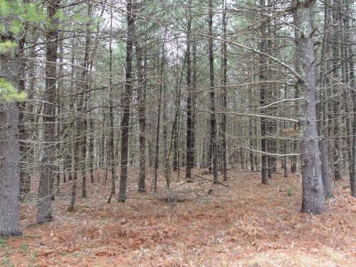 woods in March at Townsend State Forest in northeast Massachusetts