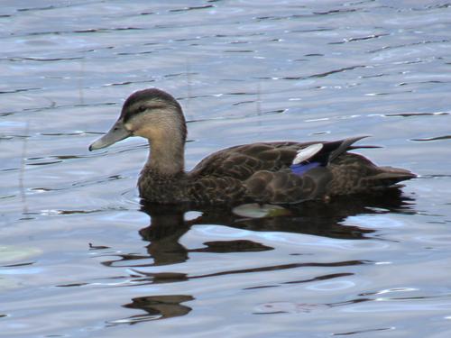 American Black Duck (Anas rubripes)