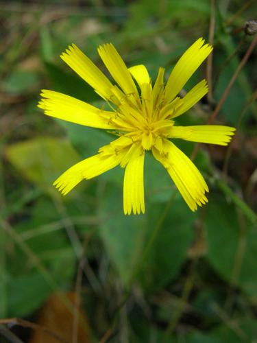 Canadian Hawkweed