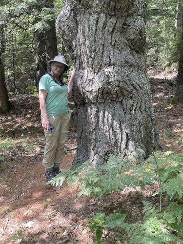 tree in July at Tryon Mountain near Freeport in southern Maine