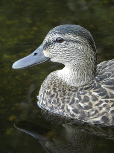 American Black Duck or possibly Mallard