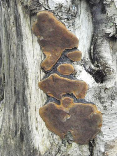 Hardwood Trunk Rot (Phellinus igiarius)