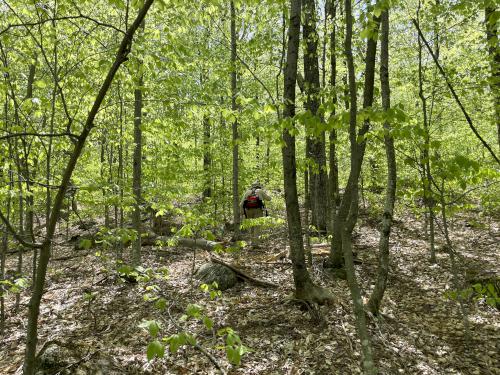 Dick in May bushwhacking up Tuttle Hill in southwestern New Hampshire