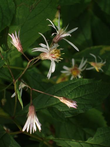 Whorled Aster