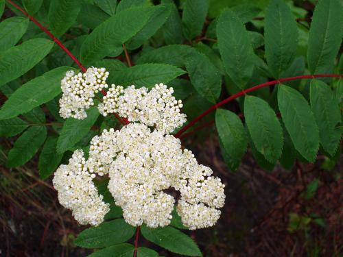 American Mountain Ash