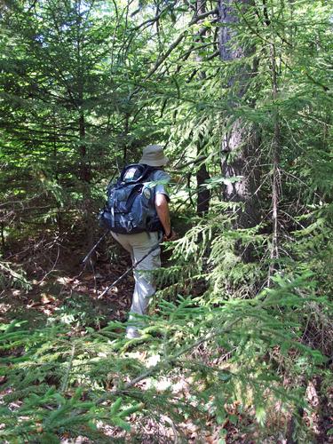 Dick bushwhacking up Unity Mountain in southwestern New Hampshire