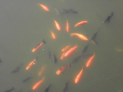 fish in the summit pond on Wachusett Mountain in Massachusetts