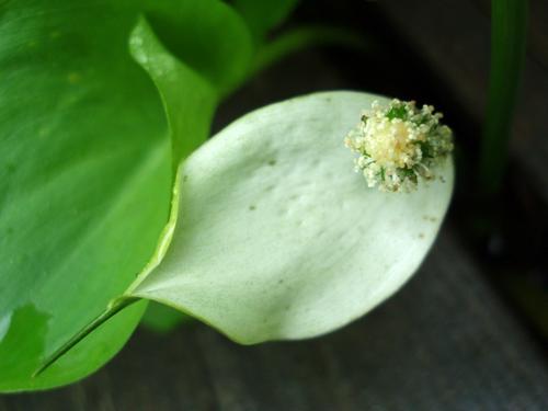 Wild Calla (Calla palustris)